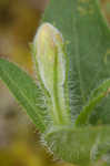 Fringeleaf wild petunia